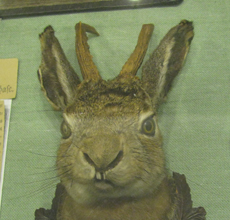 der gehörnte Hase