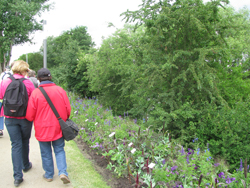 Beete mit blauen blumen neben dem Weg